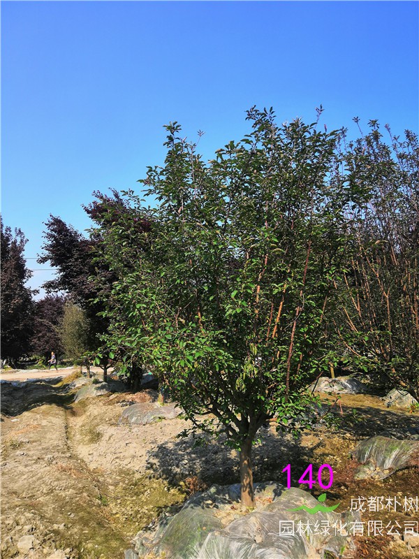 2020年绚丽海棠11-14公分的价格形势是怎么样的？