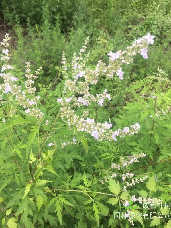 荆条树盆景如何修剪？