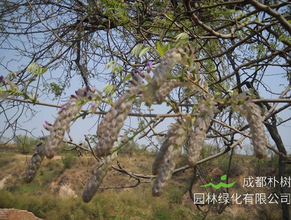 葛花树与紫藤的区别有哪些？