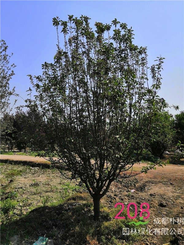 北美海棠怎么种植？