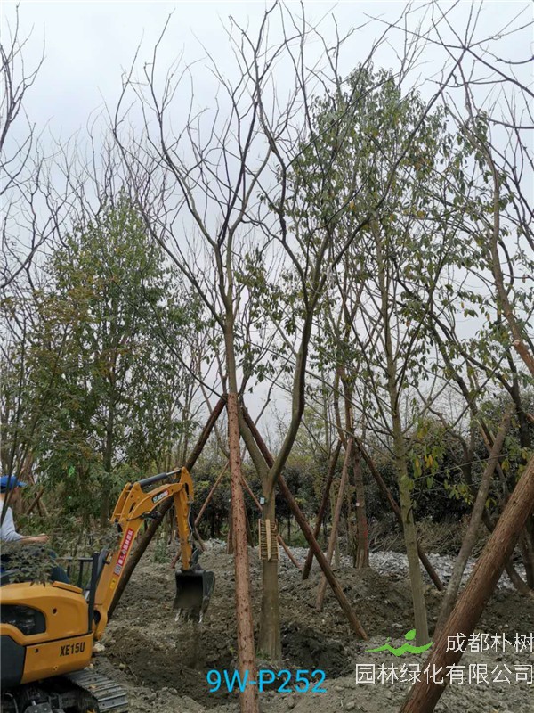 郫县朴树苗圃栽植基地【直销更多规格】19公分朴树低价批发
