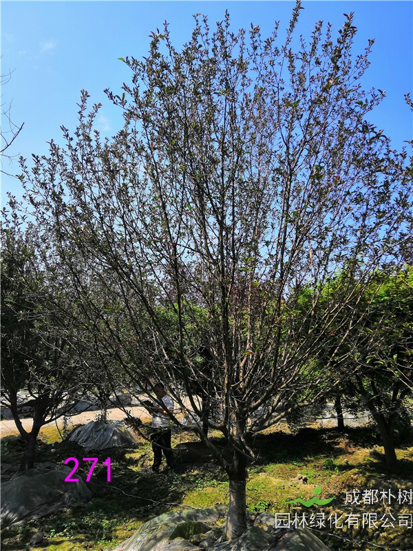 北美海棠怎么种植？