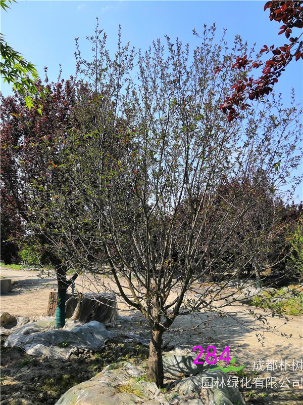 北美海棠怎么种植？