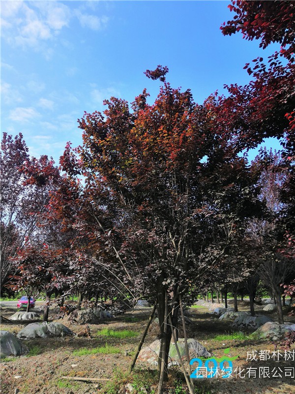 2020年红叶李26-33公分的价格-趋势？