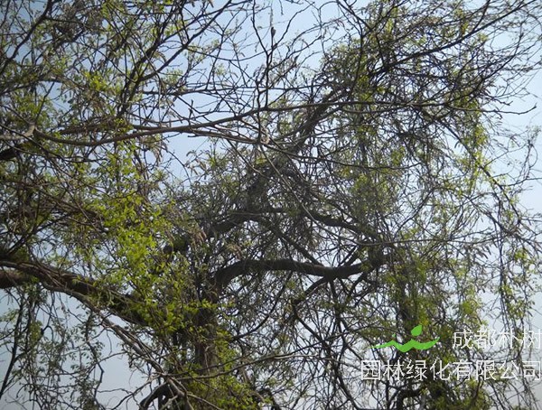 葛花树种院子里好不好？