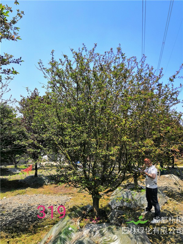 北美海棠怎么种植？