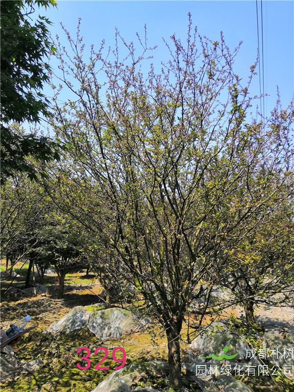 2020年绚丽海棠11-14公分的价格形势是怎么样的？