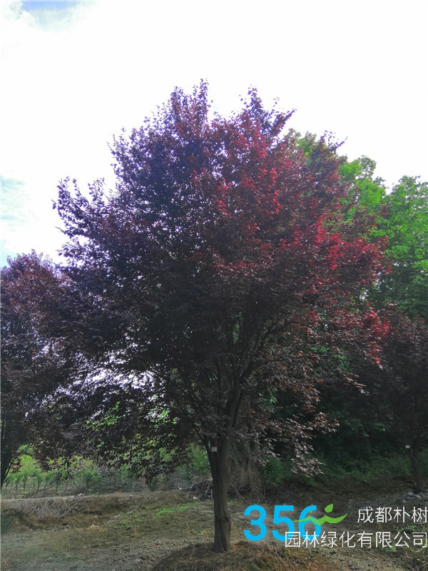 2020年红叶李26-33公分的价格-趋势？