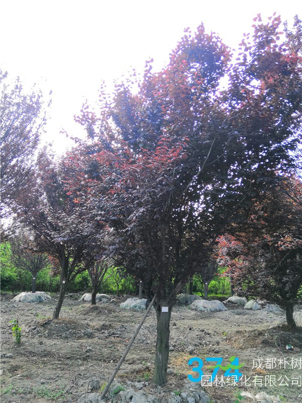 2020年红叶李26-33公分的价格-趋势？