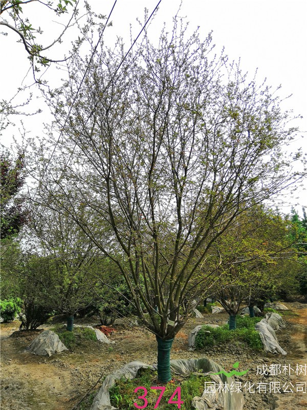 北美海棠怎么种植？