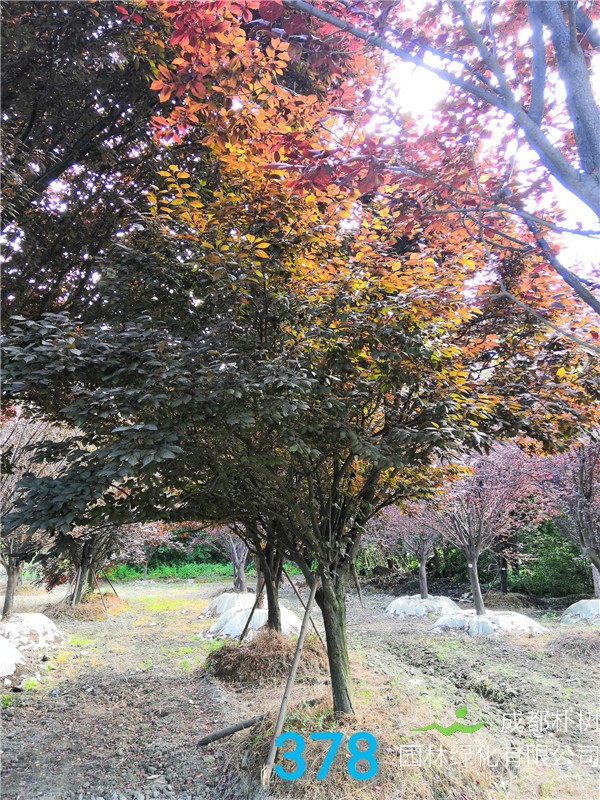 15公分-19公分的红叶李价格形势是怎么样？