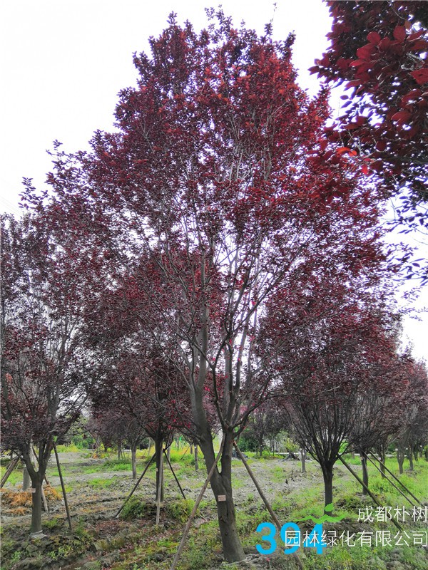 红叶李苗圃栽植基地【直销更多规格】21公分红叶李价格5800元
