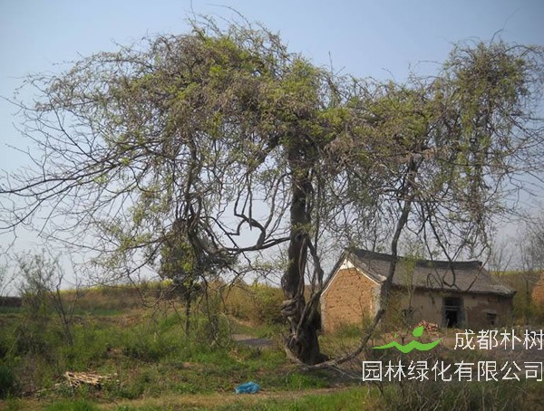 葛花树是怎样繁殖的？