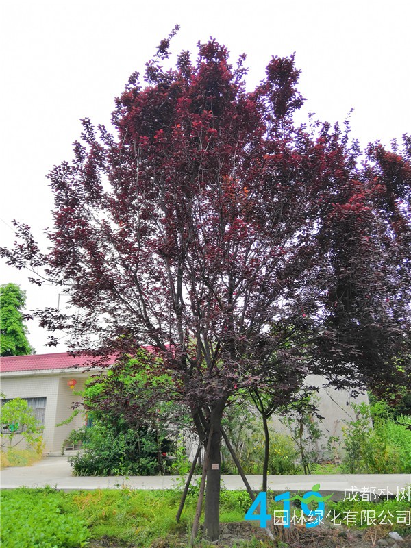 红叶李苗圃栽植基地【直销更多规格】18公分红叶李价格4800元