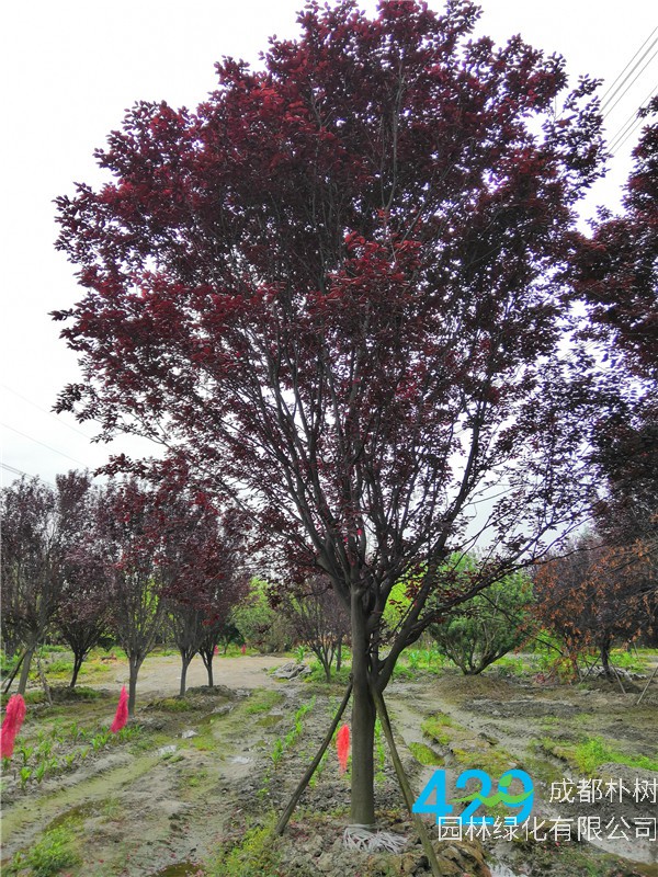 红叶李苗圃栽植基地【直销更多规格】17公分红叶李价格3600元