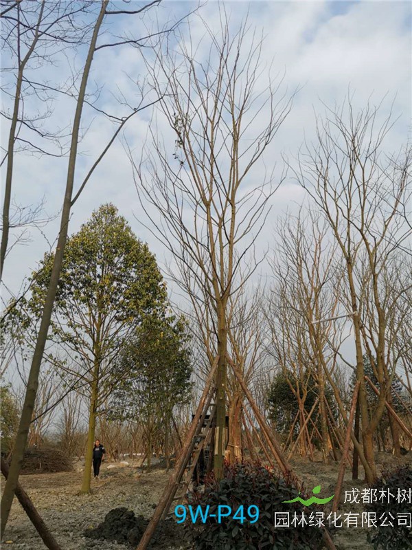 郫县朴树苗圃栽植基地【直销更多规格】19公分朴树低价批发