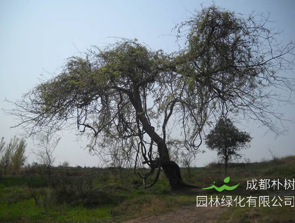 葛花树为什么不开花？