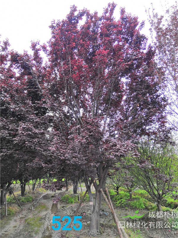 红叶李苗圃栽植基地【直销更多规格】27公分红叶李价格10500元