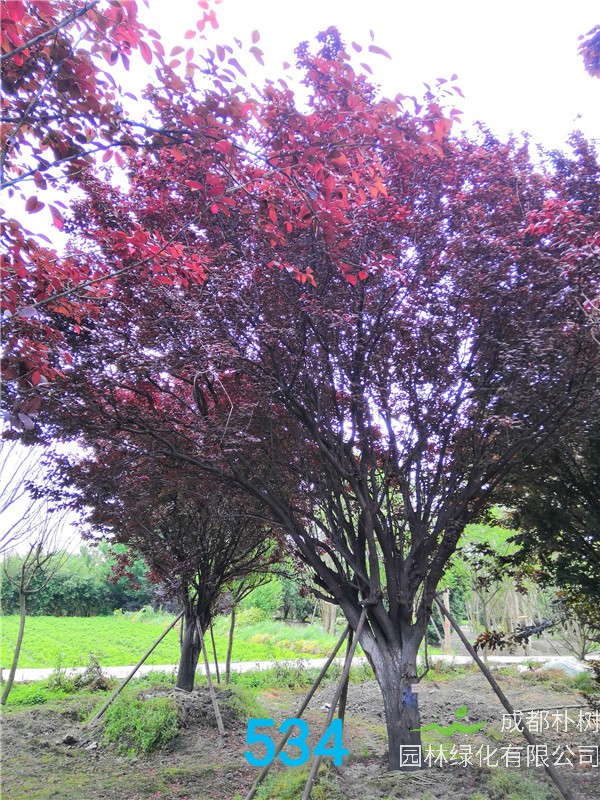 红叶李苗圃栽植基地【直销更多规格】30公分红叶李价格14500元