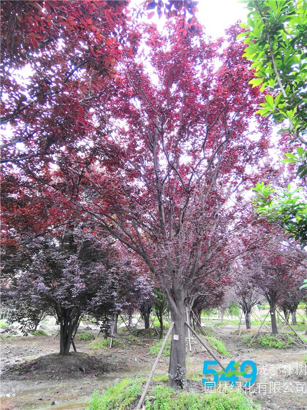 红叶李苗圃栽植基地【直销更多规格】26公分红叶李价格9500元