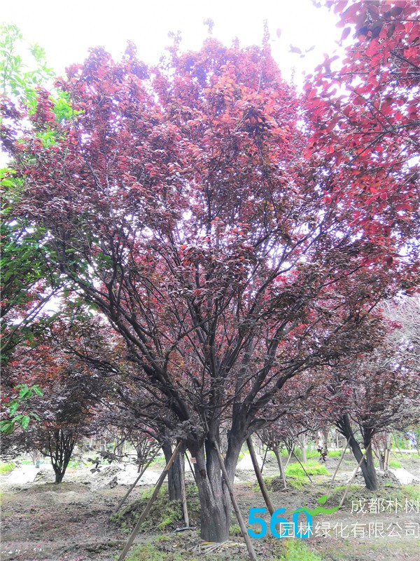 红叶李苗圃栽植基地【直销更多规格】35公分红叶李价格19500元