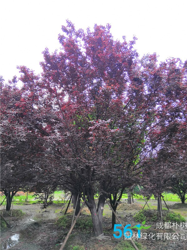 红叶李苗圃栽植基地【直销更多规格】29公分红叶李价格12000元