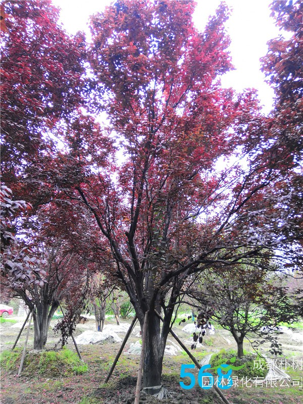 红叶李苗圃栽植基地【直销更多规格】32公分红叶李价格15500元