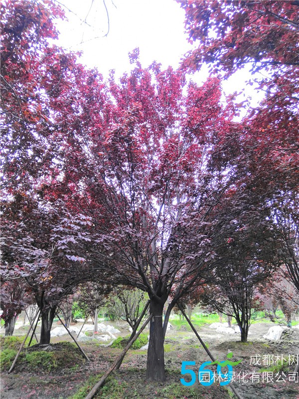 红叶李苗圃栽植基地【直销更多规格】31公分红叶李价格14500元