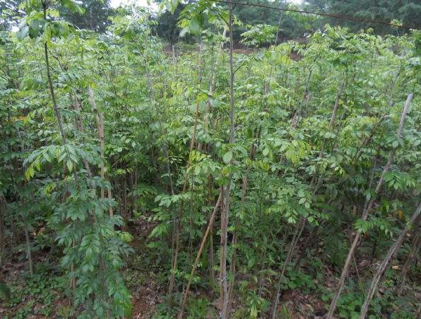 黄花梨的价钱是多少？行情怎么样？