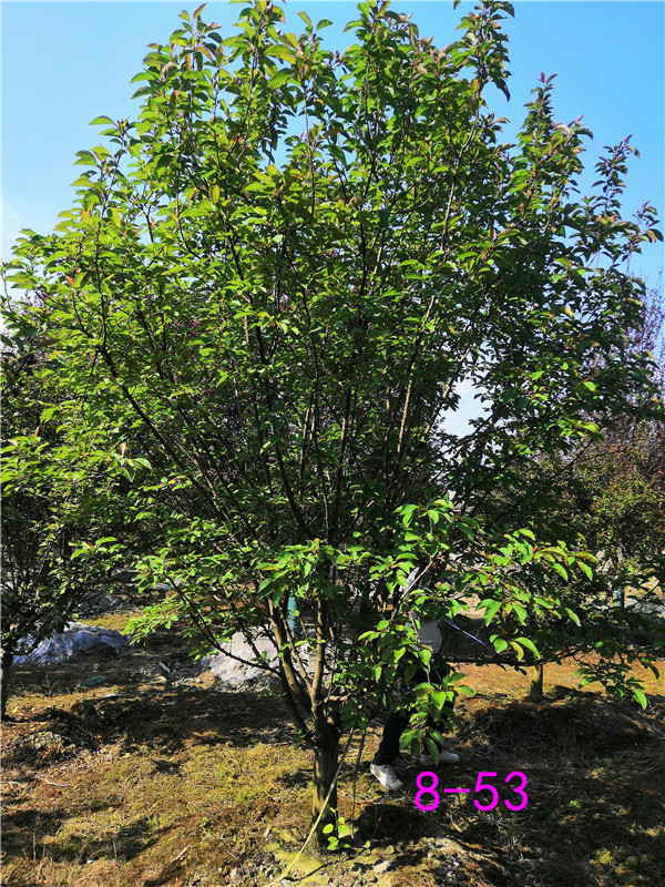 北美海棠价格形势是怎么样的？