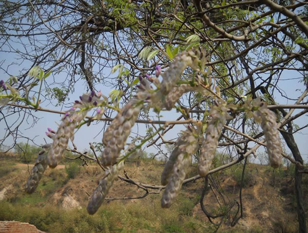 葛花树与紫藤的区别有哪些？