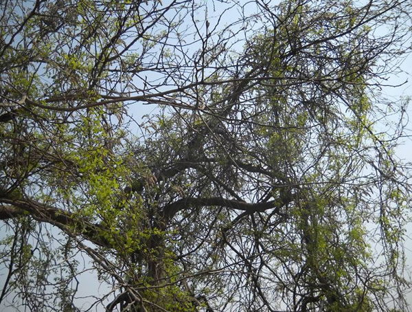 葛花树种院子里好不好？