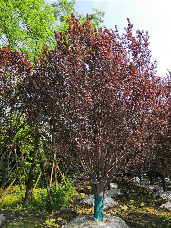 2020年20公分-25公分红叶李价格形势是怎么样的？