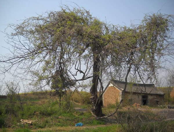 葛花树是怎样繁殖的？