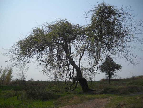 葛花树为什么不开花？