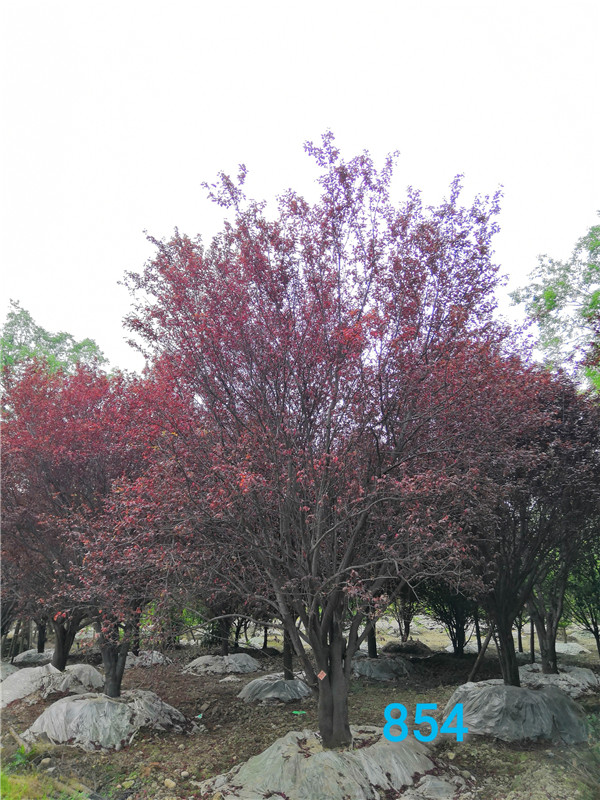 2020年红叶李26-33公分的价格-趋势？