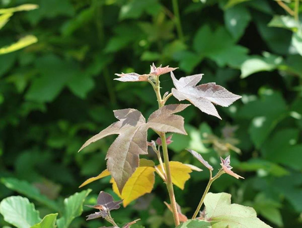 金秋九月能修剪葛花树枝吗？