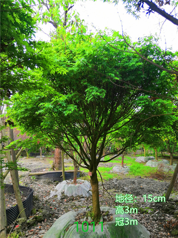 2020年鸡爪槭11公分-15公分的价格形势是怎么样？