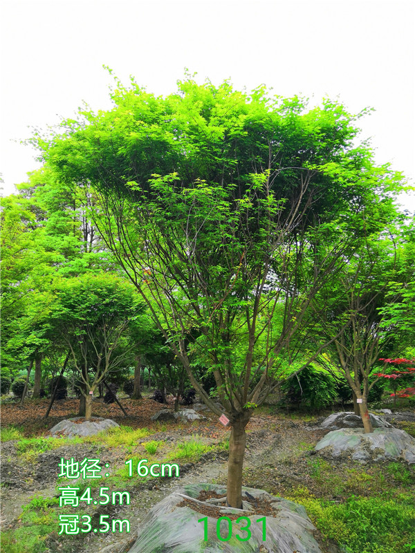 鸡爪槭价格趋势是怎么样的？