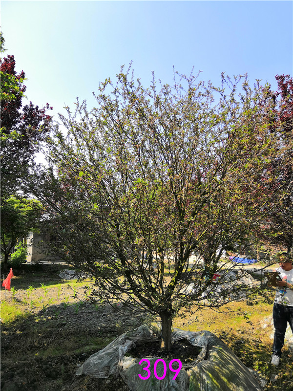 2020年绚丽海棠11-14公分的价格形势是怎么样的？