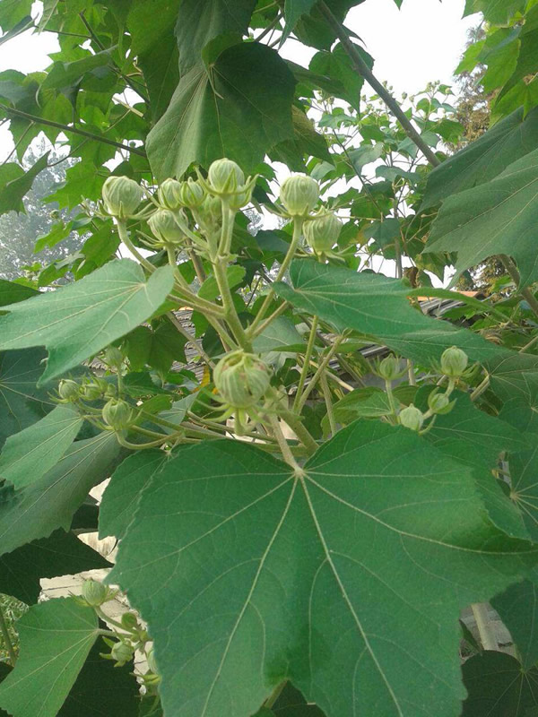 蓖麻树根的功效与作用有哪些？