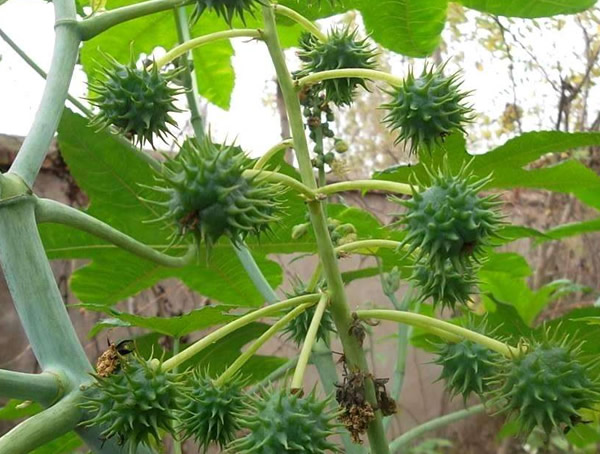 蓖麻树可以在室内养吗？