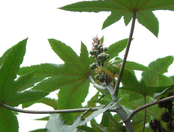 蓖麻树种植利润分析，种植蓖麻能够挣钱么？