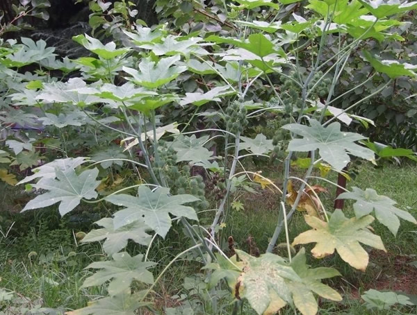 蓖麻树能活多久？