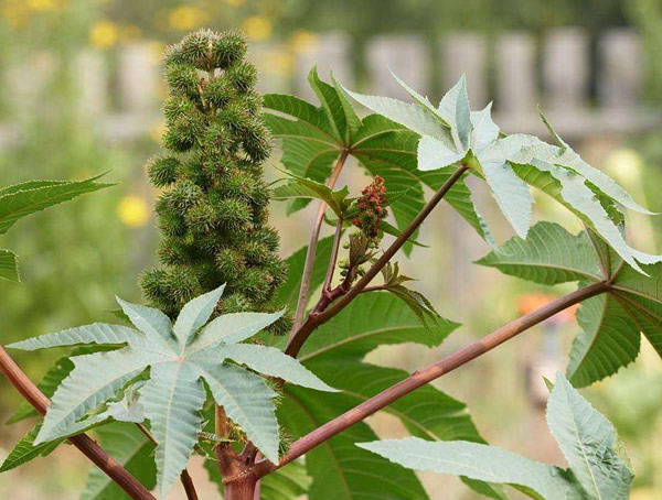 蓖麻子的功效与作用及禁忌分别有哪些？