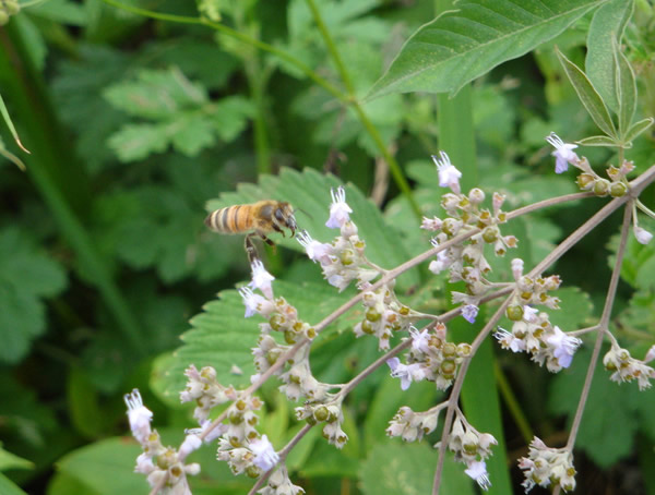 荆条树的功效与作用有哪些？