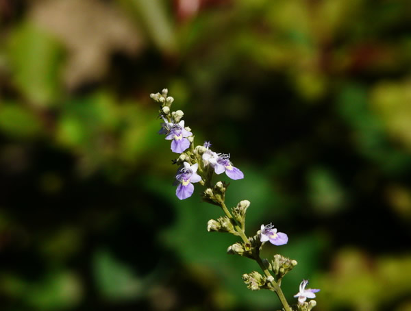 荆条树是什么树？