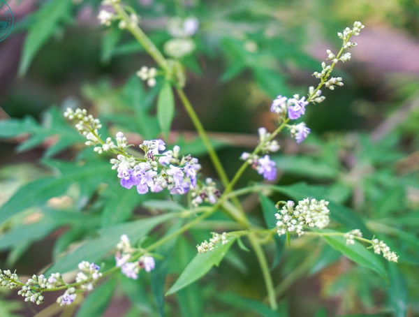 荆条树扦插能活吗？