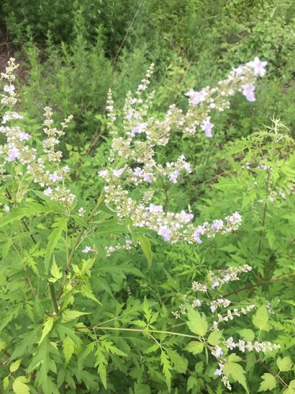 荆条树盆景如何修剪？