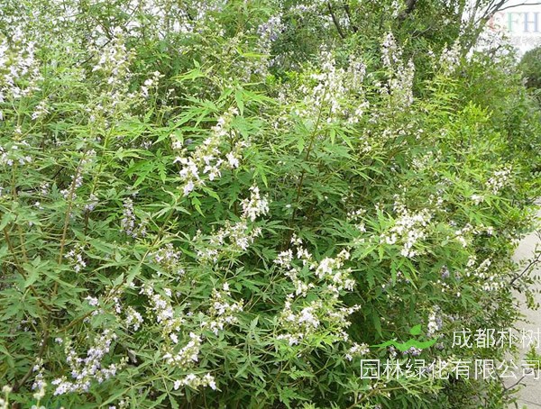 荆条树叶能吃吗？